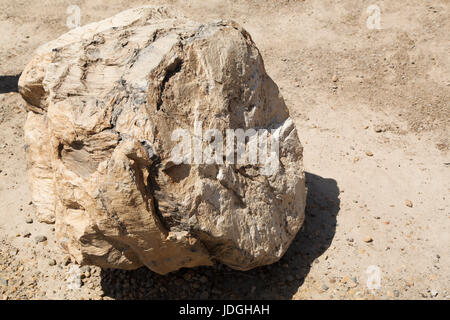 Ein versteinerter Baumstumpf in Midland Provincial Park in der Nähe von Drumheller, in Alberta, Kanada. Der Park verfügt über ein Self-guided Trail für die Erkundung der Landschaft-o Stockfoto