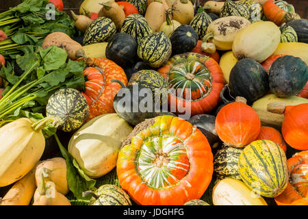 Bunte Anzeige von verschiedenen Gemüsesorten wie Kürbis und Zucchini Stockfoto