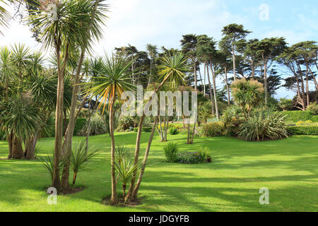 Frankreich, Finistère (29), Îles du du Ponant, Île de Batz, Jardin Georges Delaselle, la Palmeraie Plantée de duftender Australes (Cordyline Australis) e Stockfoto