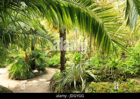 Frankreich, Finistère (29), Îles du du Ponant, Île de Batz, Jardin Georges Delaselle, la Palmeraie Plantée de duftender Australes (Cordyline Australis) e Stockfoto