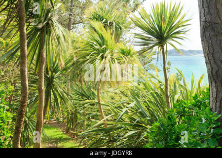 Frankreich, Finistère (29), Îles du du Ponant, Île de Batz, Jardin Georges Delaselle, Allée Sous Les duftender Australes (Cordyline Australis) Agitées Pa Stockfoto