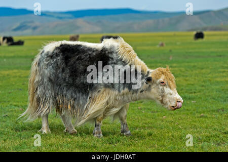 Beweidung Yak (Bos Mutus), Orkhon Tal, Khangai Nuruu National Park, Oevoerkhangai Aimag, Mongolei Stockfoto