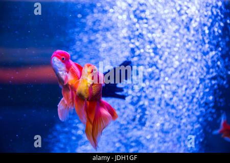 Tropische und Aquarium Goldfische im blauen Wasser. Schönen Hintergrund der Unterwasserwelt Stockfoto