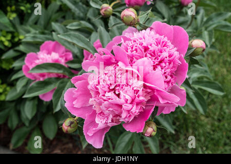 rosa Blüten mit grünen Blättern um sie herum Stockfoto
