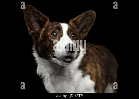 Welsh Corgi Cardigan Hund auf isolierte schwarze Hintergrund Stockfoto