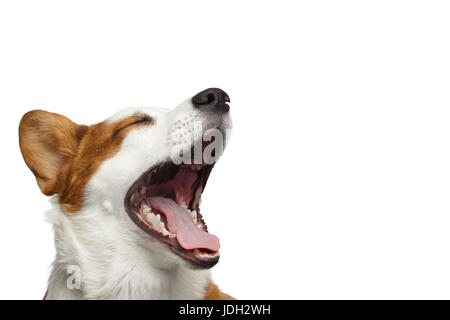 Welsh Corgi Cardigan Hund auf isoliert weißer Hintergrund Stockfoto