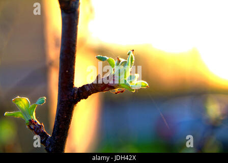 blühende Knospe am Himmelshintergrund im Frühjahr Stockfoto