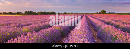 Sonnenaufgang über blühende Felder von Lavendel auf dem Plateau von Valensole in der Provence in Südfrankreich. Stockfoto