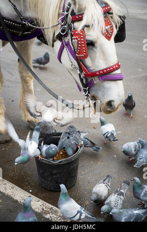 Central Park Kutsche Pferd teilt sein Eimer Mittagessen mit dankbar Tauben in New York City Stockfoto