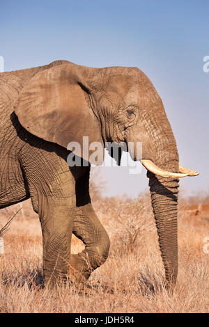 Einen Elefanten im Kruger Nationalpark in Südafrika. Stockfoto