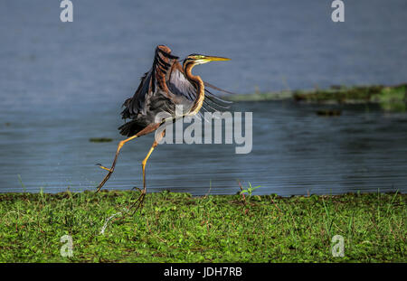 Ein Purpurreiher Vogel ausziehen aus dem Feuchtgebiet Stockfoto