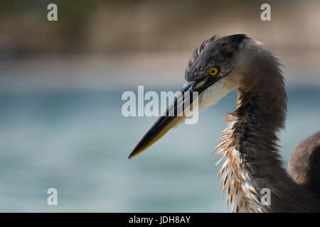 Graureiher (Ardea cinerea) Jagd rüschen-Long Boat Key, Florida, USA Stockfoto