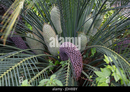 Encephalartos Laurentianus Strauch. Subtropischen Cycad immergrüne Palme wie Pflanze mit roten grünen Kegel. CYCAS. Stockfoto