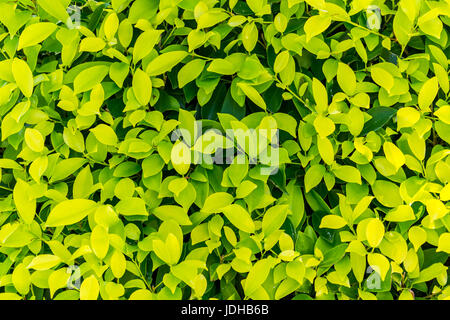 Grüne Blätter Hintergrund. Ökologie und Design. Stockfoto