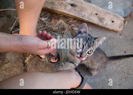 Draufsicht der Tabby Kitten mit Frau Hand spielen Stockfoto