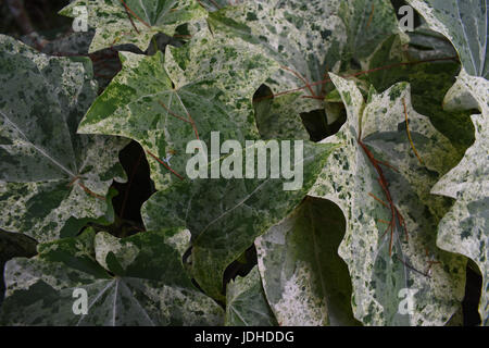 Grünen Efeu Closeup, grüne Blatt Hintergrundtextur Stockfoto