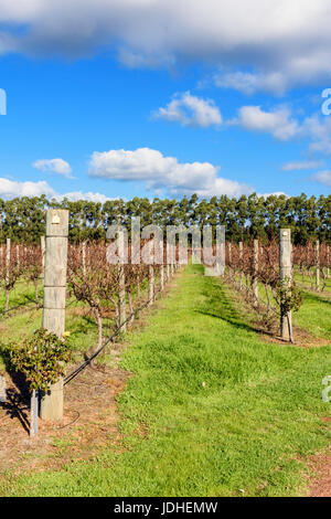 Reihen von Chardonnay-Reben im Winter auf dem Weingut Winzer Black, Black Brewing Co. Höhlen Rd, Wilyabrup, Margaret River, Western Australia Stockfoto