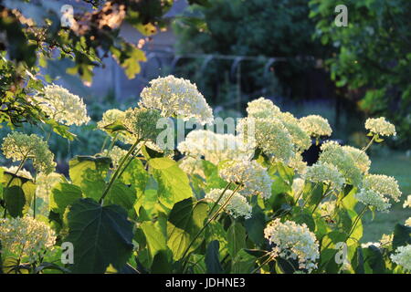 Romantische Hydrangea Arborescens Annabelle, Hintergrundbeleuchtung von der niedrigen Abendsonne im Sommer. Stockfoto