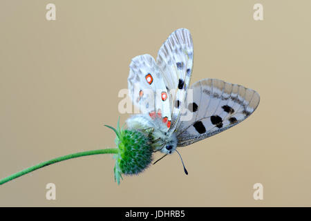 Berg-Apollo-Falter auf Knautia Arvensis, allgemein bekannt als Feld Witwenblume Stockfoto