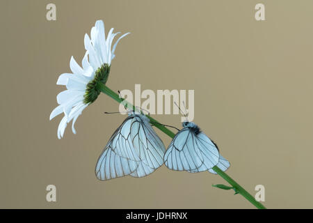 Schwarz geäderten weißen Butterflys (Aporia Crataegi) auf Blume Stockfoto