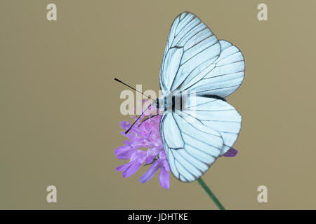 Schwarz geäderten weißer Schmetterling an Knautia Arvensis, allgemein bekannt als Feld Witwenblume Stockfoto