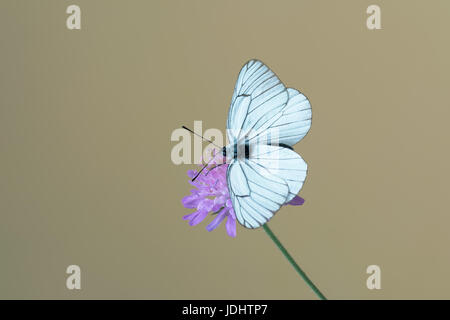 Schwarz geäderten weißer Schmetterling an Knautia Arvensis, allgemein bekannt als Feld Witwenblume Stockfoto