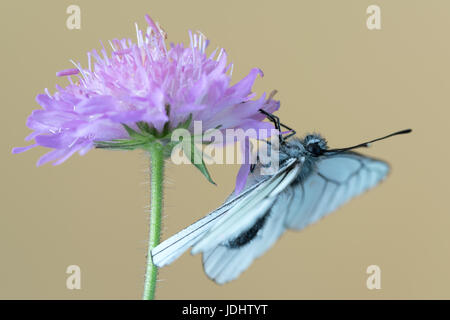 Schwarz geäderten weißer Schmetterling an Knautia Arvensis, allgemein bekannt als Feld Witwenblume Stockfoto