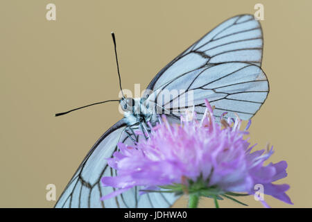 Schwarz geäderten weißer Schmetterling an Knautia Arvensis, allgemein bekannt als Feld Witwenblume Stockfoto