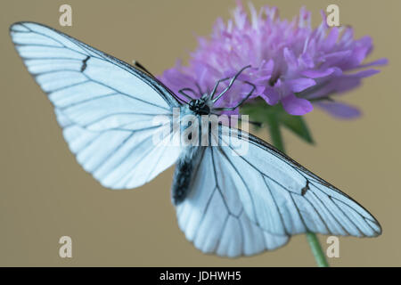 Schwarz geäderten weißer Schmetterling an Knautia Arvensis, allgemein bekannt als Feld Witwenblume Stockfoto