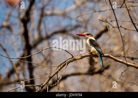 Braun mit Kapuze Kingfisher (Halcyon Albiventris) sitzt auf einem Ast, Südafrika, Kruger Park Stockfoto