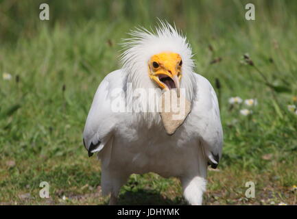 Reihe von einem ägyptischen weiße Scavenger Geier (Neophron Percnopterus) Knacken eines Straußes Ei geöffnet mit einem Stein. (mehrere Bilder) Stockfoto