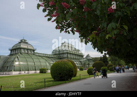 Österreich. Wien. Die Palm-Pavillon im W Teil der Gärten von Schloss Schönbrunn Stockfoto
