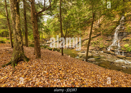 Bridal Veil Falls mündet Stoddard Creek im Herbst, Allegany State Park, Cattaraugus Co., New York Stockfoto