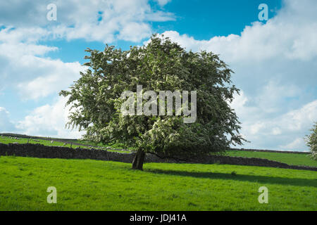 Ein Weißdorn Baum in Blüte unter blauem Himmel und wogenden Wolken entlang Tideswell Rake Stockfoto