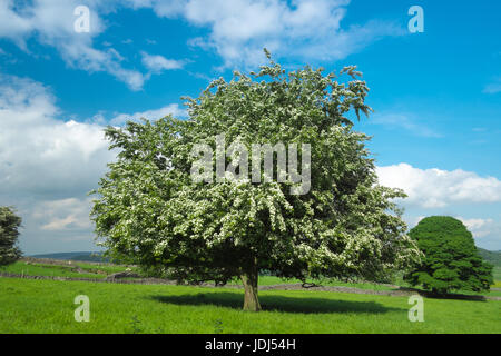 Eine hawthorn Tree in der Blüte unter blauem Himmel und wogenden Wolken entlang Tideswell Rechen (1) Stockfoto