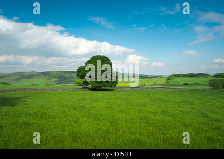 Blick nach Osten über eine ausgereifte Sycamore von Tideslow Rechen (3) Stockfoto