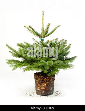 Grünes Leben Stockfoto