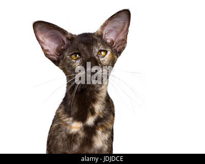 Kopf geschossen von Orientalisch Kurzhaar Katze auf weißem Hintergrund sitzen Stockfoto