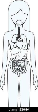Silhouette der weiblichen Person mit System der inneren Organe des menschlichen Körpers zu skizzieren Stock Vektor