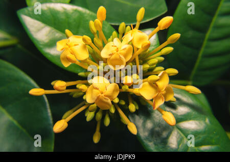 Gelbe kleine Blüten, umgeben von kleinen gelben Knospen und einige grüne Blätter auf Hintergrund. Stockfoto