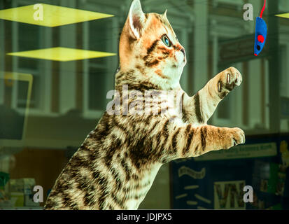 Katze spielt mit Spielzeug Maus Fensteraufkleber im Veterinär-Fenster Stockfoto