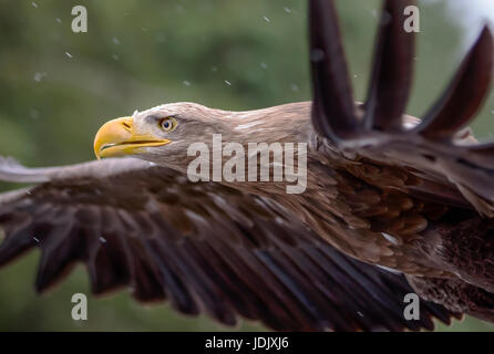 Ein White Tailed Seeadler im Flug Stockfoto