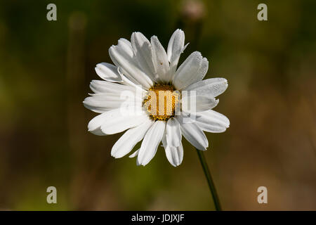 Ein wildes Gänseblümchen in der Sonne bedeckt im Morgentau Stockfoto