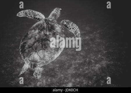 BW-Meeresschildkröten schwimmen über Seegras Stockfoto