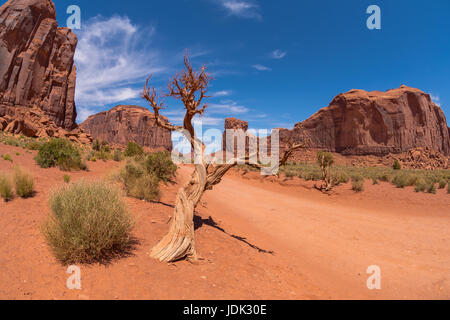 Monument Valley-Landschaft mit dürren Baum, Utah, USA Stockfoto