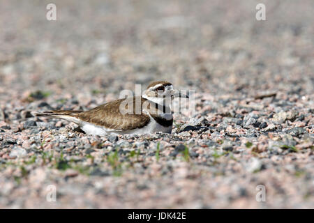 Killdeer, Charadrius Vociferus Vögel nisten auf Felsen Stockfoto