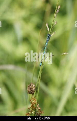 Azure Damselfly (Coenagrion Puella) - männlich Stockfoto