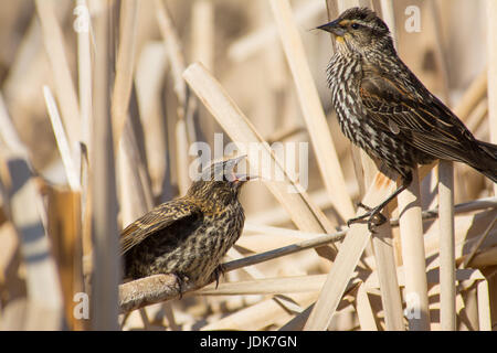 Junge Rotschulterstärling (Agelaius Phoeniceus) Betteln von seiner Mutter Lois Loch Provincial Park, Alberta, Kanada. Stockfoto