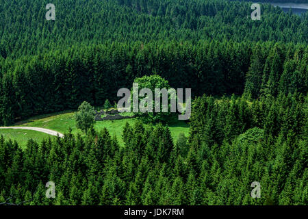 Waldlichtung, die mit einer alten Ruine Stockfoto