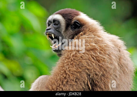 Grauer Gibbon, Borneo Gibbon,, Grauer Gibbon, Borneo Gibbon, Stockfoto